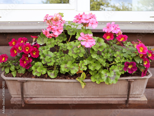 Red and pink flowering plants in a flower box in the window sill 