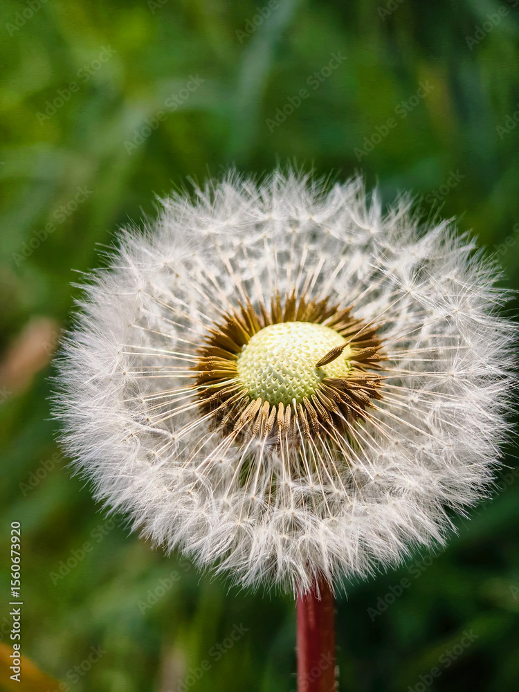 Fototapeta premium Close-Up of a Dandelion Seed Head in Nature