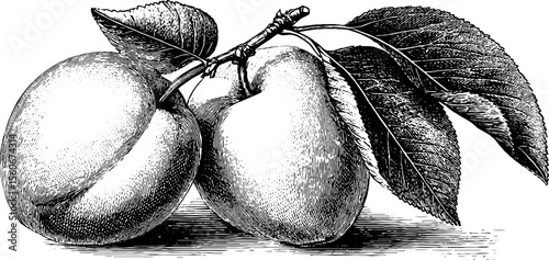 Vintage apricot and plum illustration design for print and decor