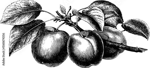 Vintage engraving of apricot and plum branches - retro fruit illustration for design