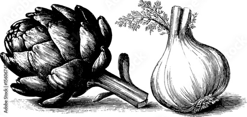Vintage artichoke and fennel bulb sketch for culinary design and decor
