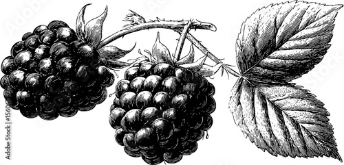 Vintage blackberry and raspberry illustration for botanical and culinary design