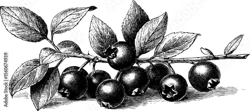 Vintage blueberry and elderberry engraving for retro design and decoration