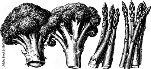 Vintage hand drawn broccoli and asparagus illustration for culinary design