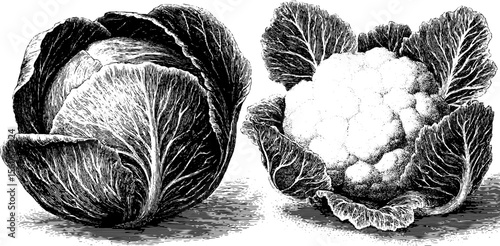 Vintage hand drawn cabbage and cauliflower engraving for retro design