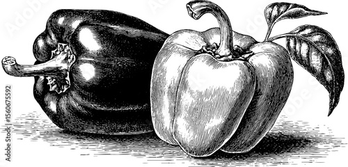 Highly detailed vintage bell and chilli pepper sketch for culinary design