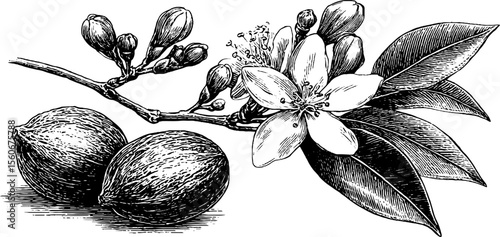 Highly detailed vintage clove bud and nutmeg sketch for botanical design