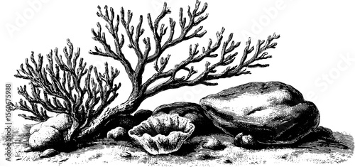 Detailed coral branch and sea sponge illustration - vintage nautical design for decor and print
