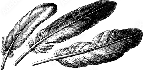 Vintage feather sketches for emphasis and highlight design