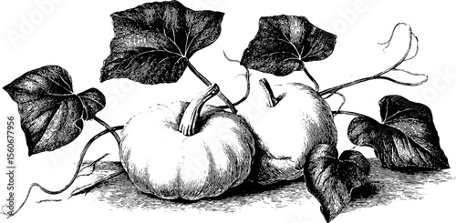 Vintage gourd and twisted vine design for autumn decor and print materials
