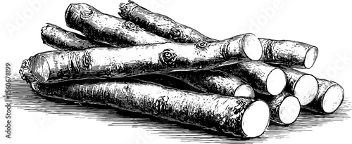 Detailed hand drawn illustration of horseradish and wasabi roots