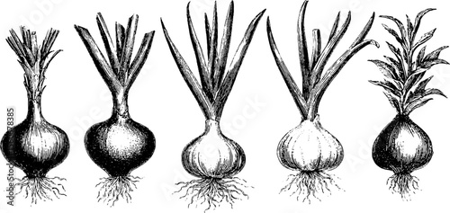 Vintage hand-drawn illustration of leek and scallion set for culinary decor and design
