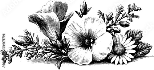 Vintage floral artwork of mallow and chamomile blossoms for botanical design