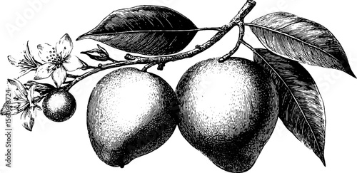Vintage mango and guava botanical sketch engraving for retro design