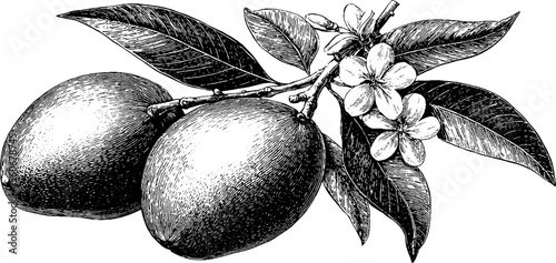 Vintage hand drawn set of mangoes and guava with blossoms for retro design