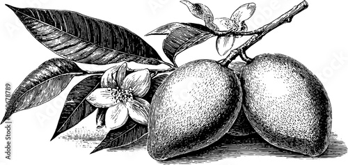 Vintage mango and guava illustration with detailed botanical elements for retro design