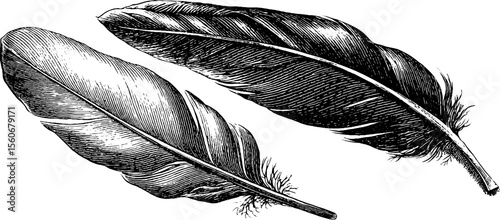 Vintage hand drawn feather sketch silhouette for design and decoration