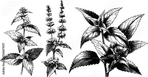 Vintage botanical sketch of nettles and sorrel leaves for nature-inspired design