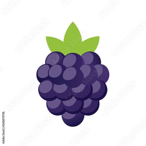 vector illustration of grapes