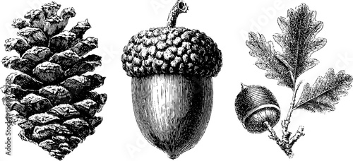 Highly detailed vintage pinecone and acorn set for retro design