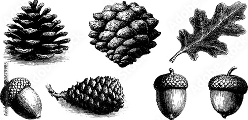 Vintage hand drawn pinecone and acorn set for nature inspired design
