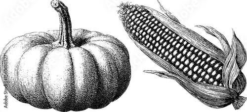 Vintage pumpkin and corn cob sketch for autumn harvest design