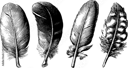 Vintage raven feathers and animal tracks hand drawn engraving for retro design