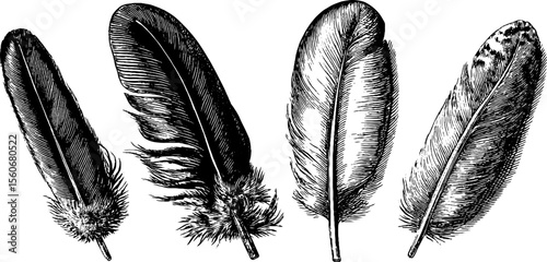 Vintage hand drawn raven feather set with intricate animal tracks illustration