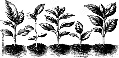 Vintage seedling and sprout collection for botanical illustration and design