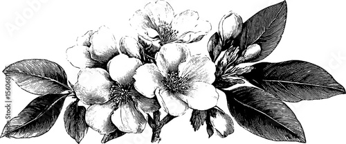 Vintage botanical flower sketch - retro floral engraved silhouette design for cards and posters