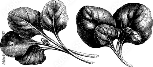 Vintage hand drawn watercress and spinach leaves for design and decoration