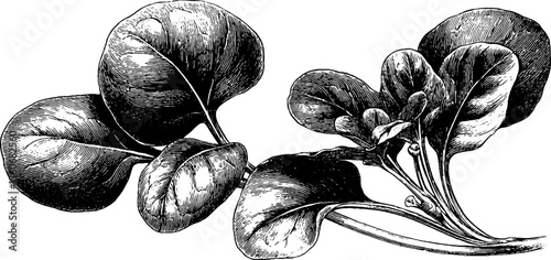 Detailed vintage sketch of watercress and spinach leaves for design and decoration