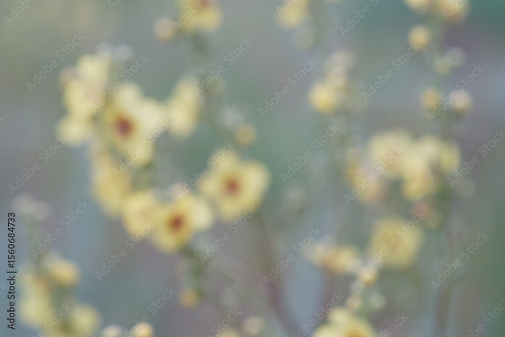 Fototapeta premium Blurred natural background. Blooming yellow mullein wildflower.