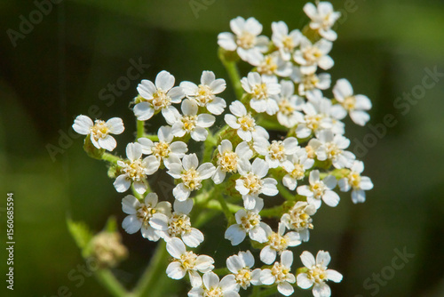 White Yarrow Flowers with Yellow Centers
