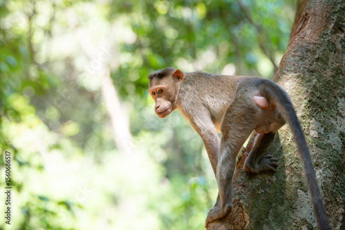 Photography Barbary macaque ape, rhesus monkey jumping on a tree, wildlife, environment in G