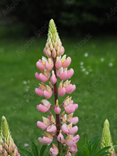 Rosa Lupine