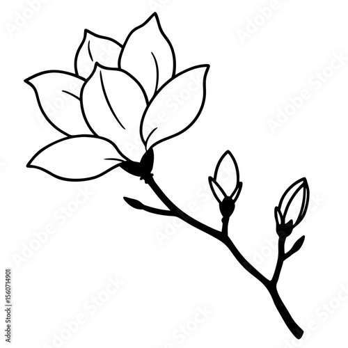 A single magnolia flower on a branch, soft white petals with a blush pink tint, blue sky behind