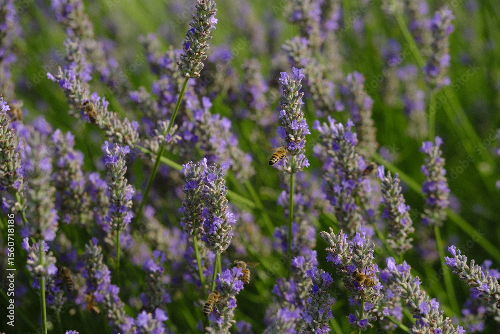 Obraz premium Lavanda