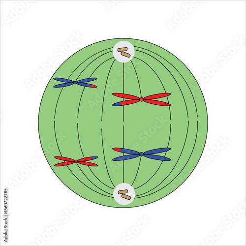 Anaphase I stage of Meiosis I Chromosome Alignment
