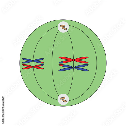 Metaphase I in Meiosis I cell division  illustration