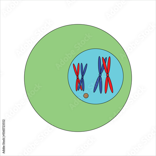Early Meiosis Pachytene stage of Prophase I
