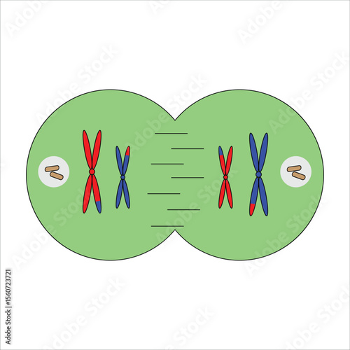 Telophase I in Meiosis I
