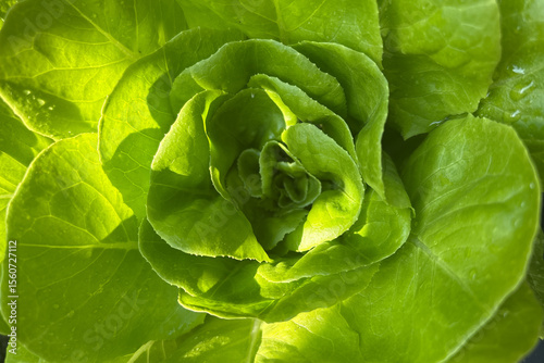 Wallpaper Mural Lettuce Torontodigital.ca