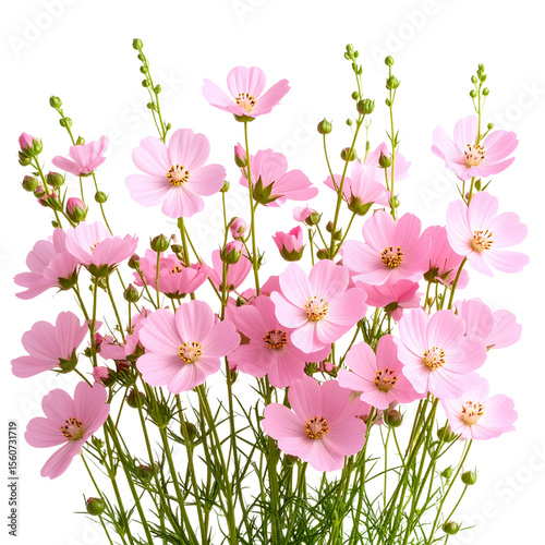 Bunch of Pink Wildflowers with Aligned Blooms and Green Stems, Isolated on Transparent PNG