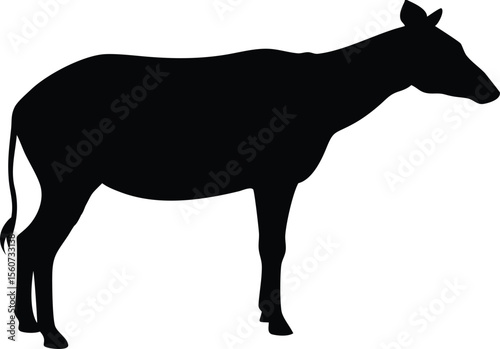 Silhouette of a standing okapi wildlife animal isolated against a white background