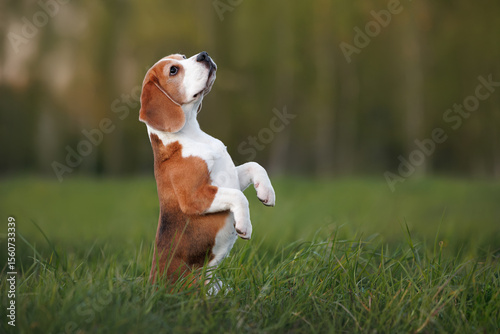 cute beagle dog begging outdoors in summer
