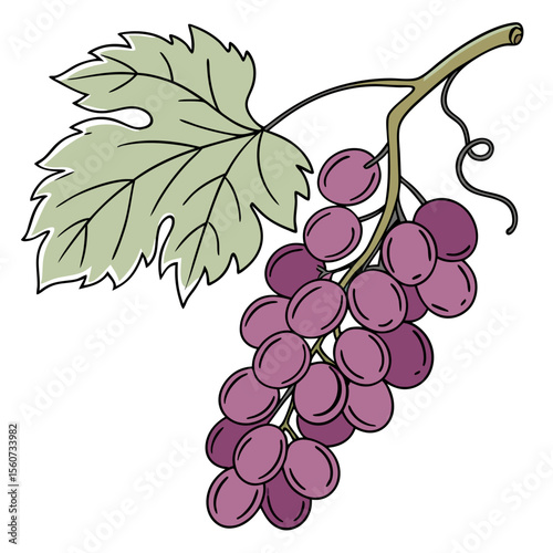 Illustration of a bunch of purple grapes with a green leaf on a white background 