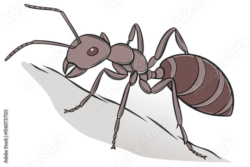  Detailed Ant Insect Illustration - Close-up Arthropod Drawing