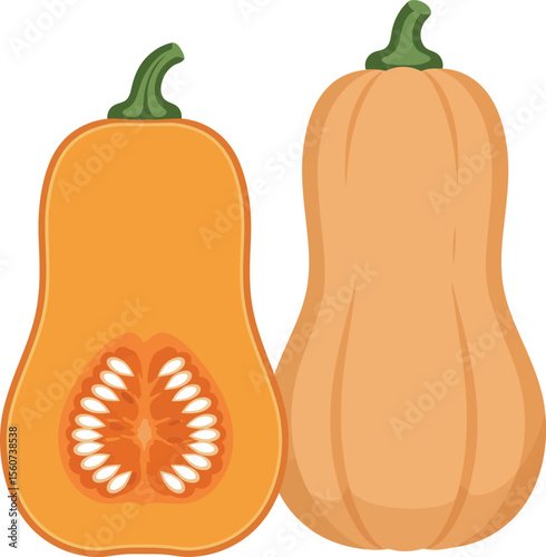 Butternut Squash Whole & Halved - Healthy Vegetable Icon

