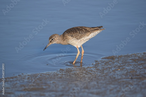 Rotschenkel am Wasser